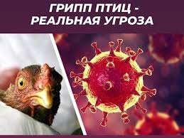 Памятка для населения: «Высокопатогенный грипп птиц»