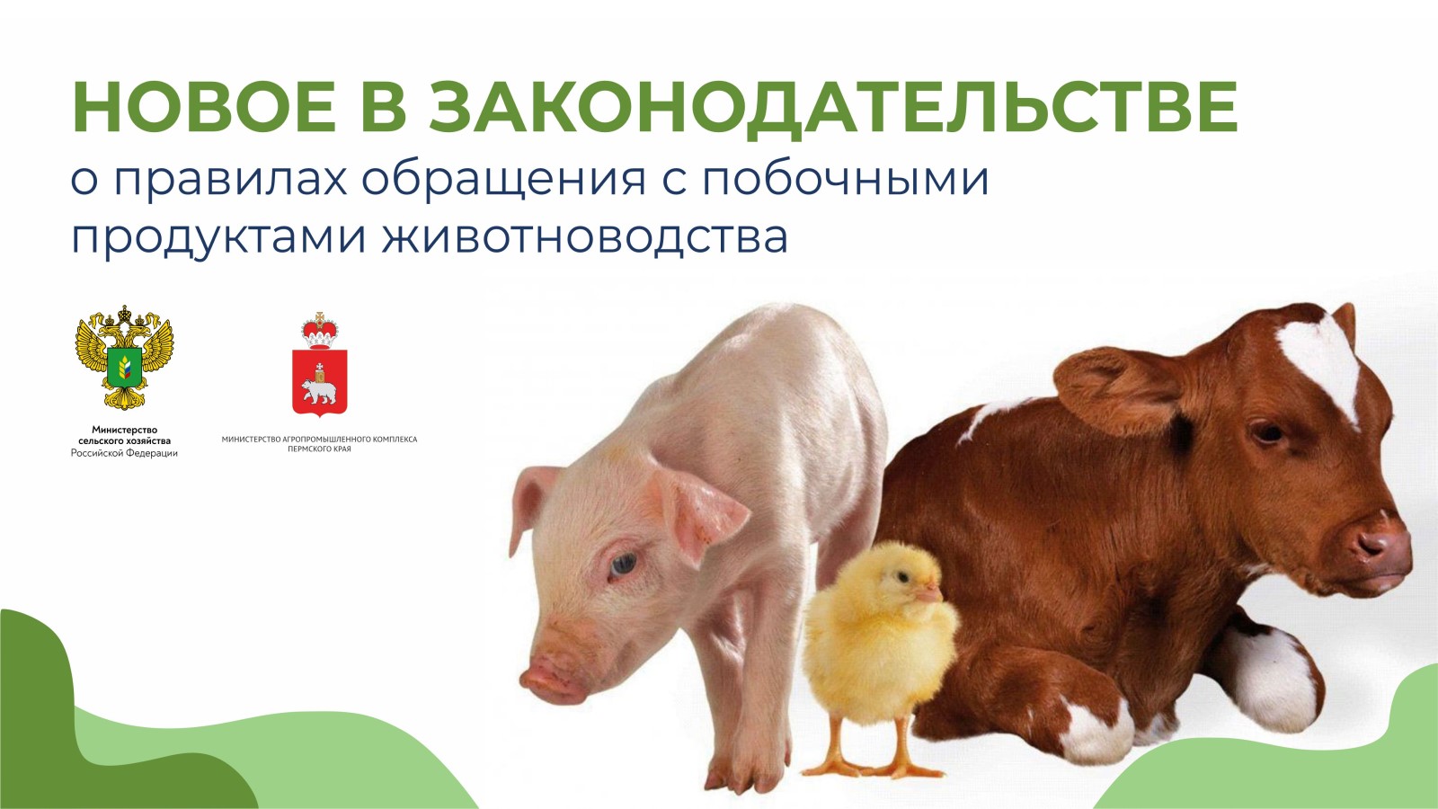 О необходимости направления уведомлений об отнесении веществ, образуемых при содержании сельскохозяйственных животных, к побочным продуктам животноводства