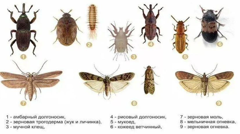Вредители хлебных запасов