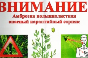 Амброзия полыннолистная